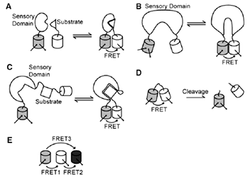 2006Biotechreview