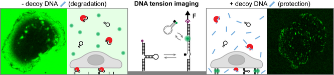 2025decoyDNA